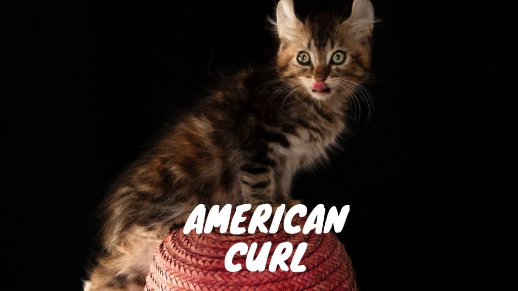 American Curl Cat