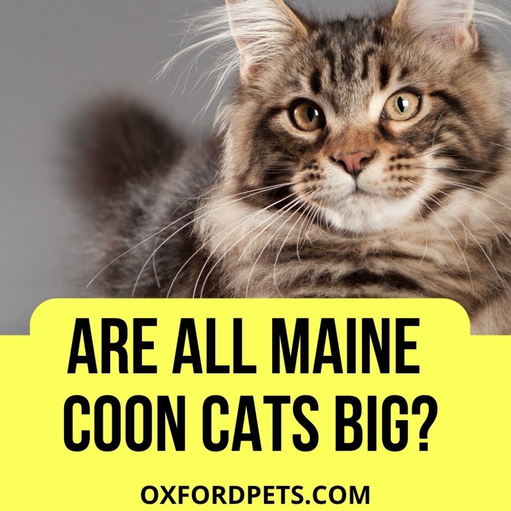 Are All Maine Coon Cats Big