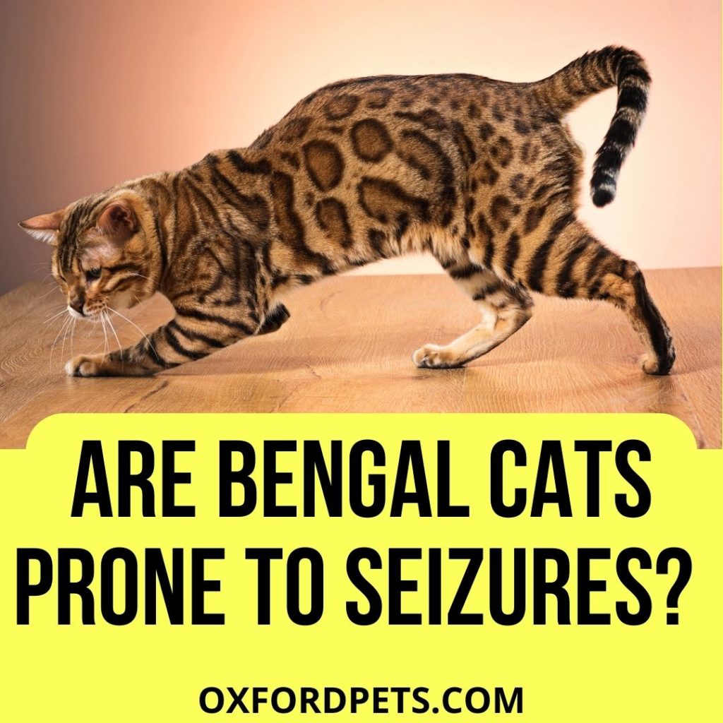 Are Bengal cats prone to seizures