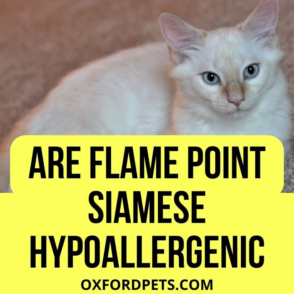 Are Flame Point Siamese Hypoallergenic?