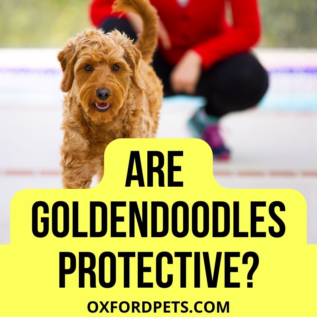 Are Goldendoodles Protective?