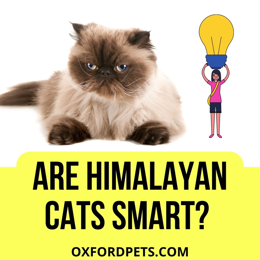 Are Himalayan Cats Smart? (What is their IQ?)