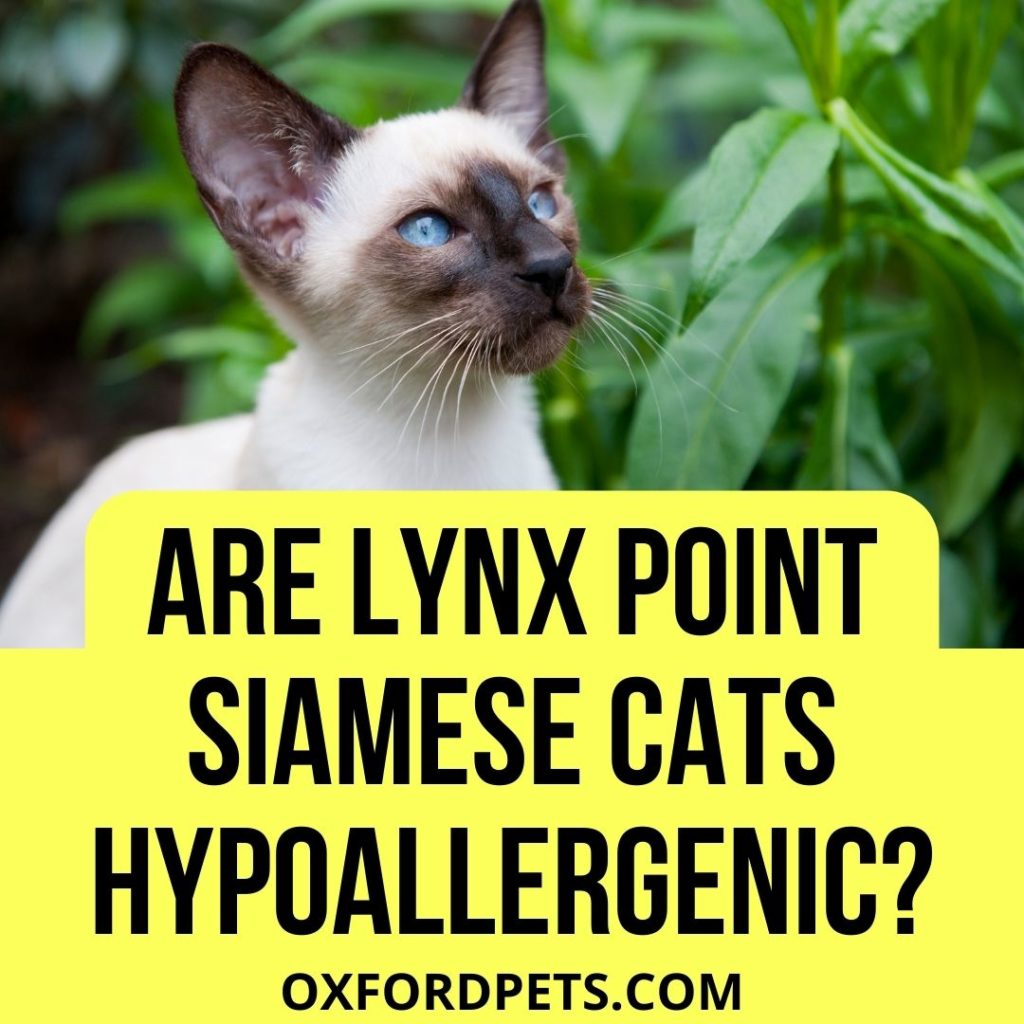 Are Lynx Point Siamese Cats Hypoallergenic?