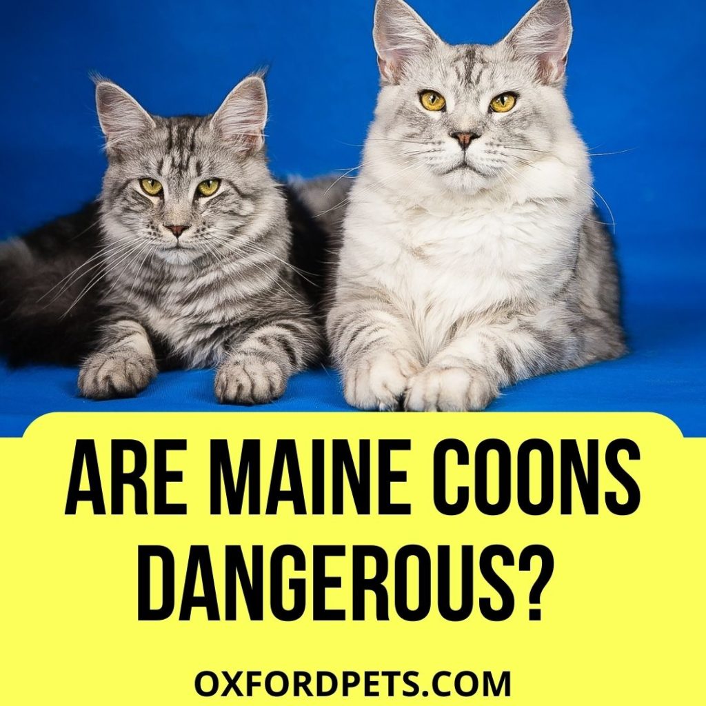Are Maine Coons Dangerous
