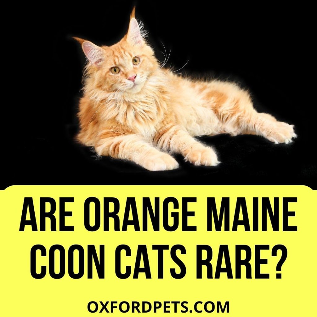 Are Orange Maine Coon Cats Rare?