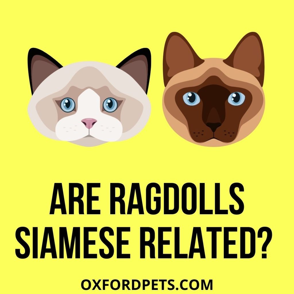 Are Ragdolls Related to Siamese