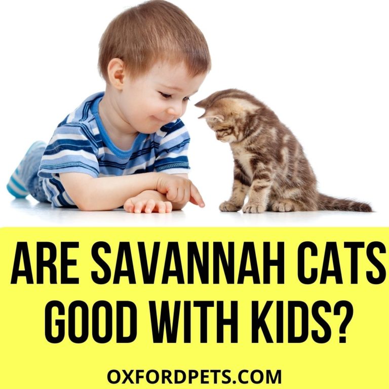 Are Savannah Cats Good With Kids? [5 Amazing facts] Oxford Pets