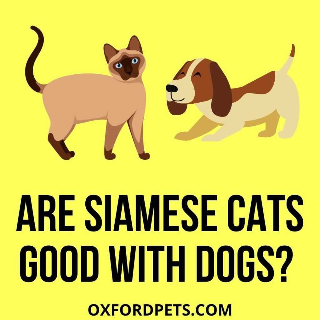 Are Siamese Cats Good With Dogs?