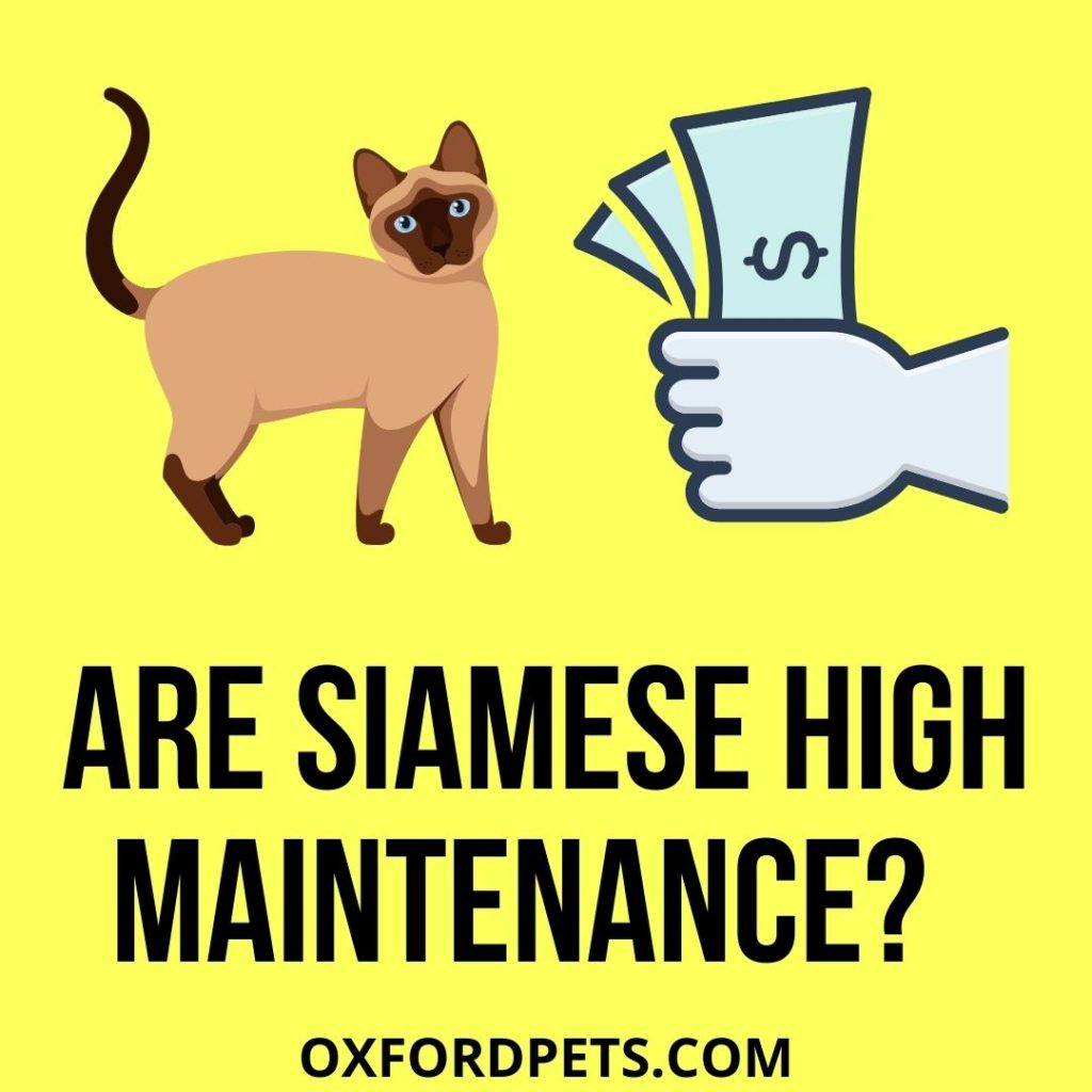 Are Siamese Cats High Maintenance