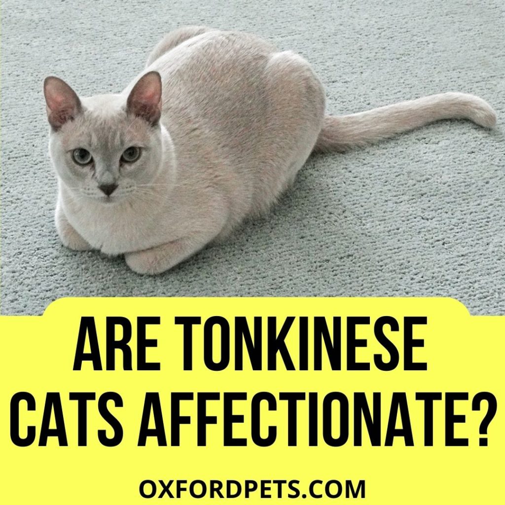 Are Tonkinese Cats Affectionate