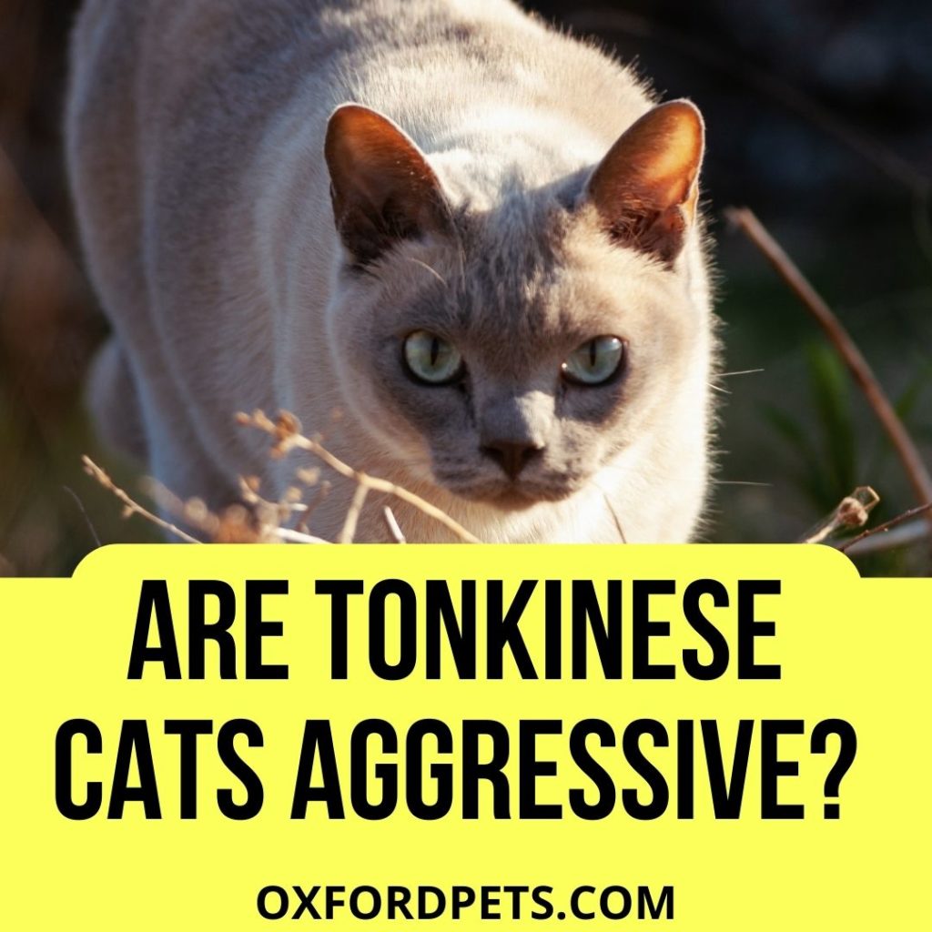 Are Tonkinese Cats Aggressive?