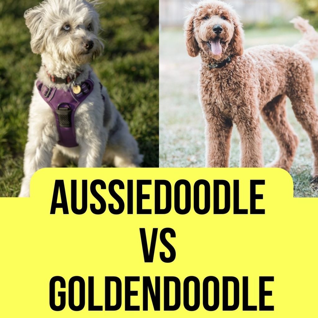 Aussiedoodle Vs Goldendoodle