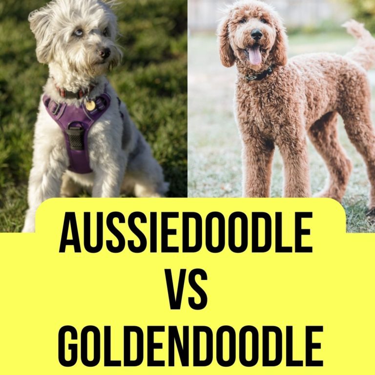 Aussiedoodle Vs Goldendoodle: 101 Guide - Oxford Pets