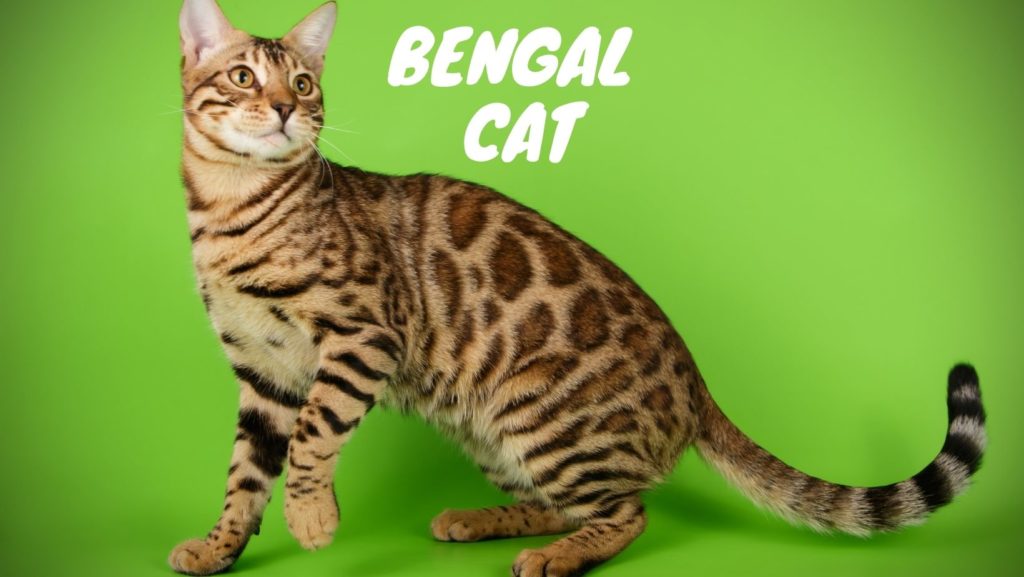 Bengal Cat