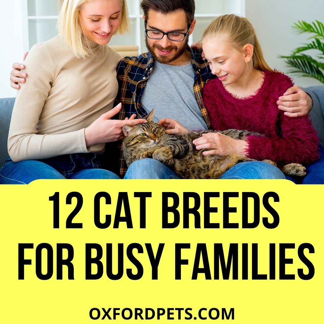 Best Cat Breeds For Busy Families