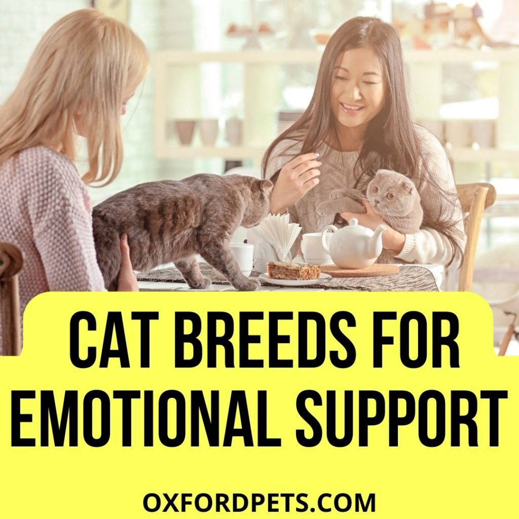 Best Cat Breeds For Emotional Support