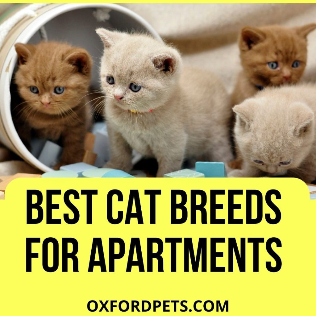 Best Cat Breeds for Apartments
