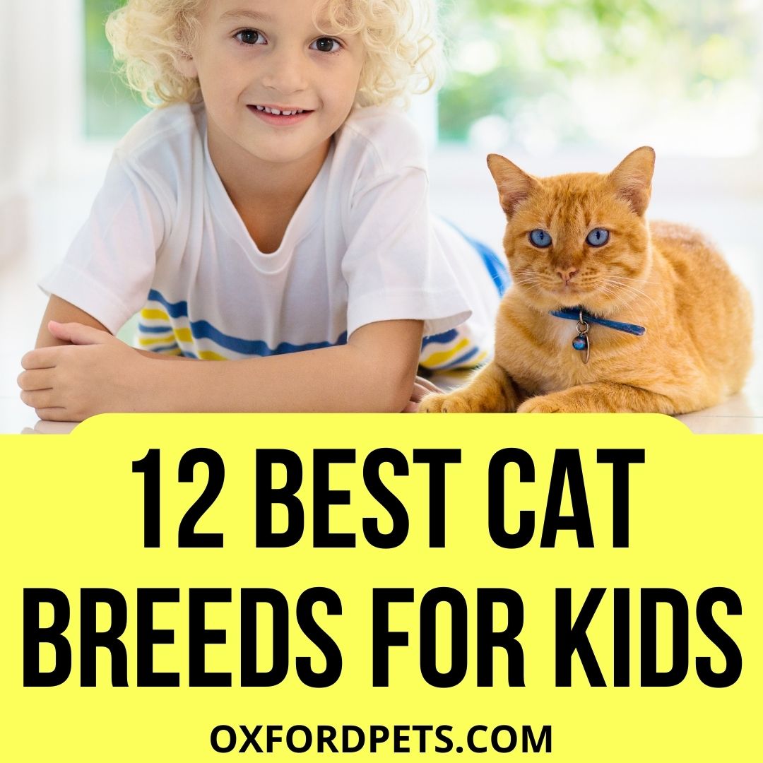 Best Cat Breeds for Kids