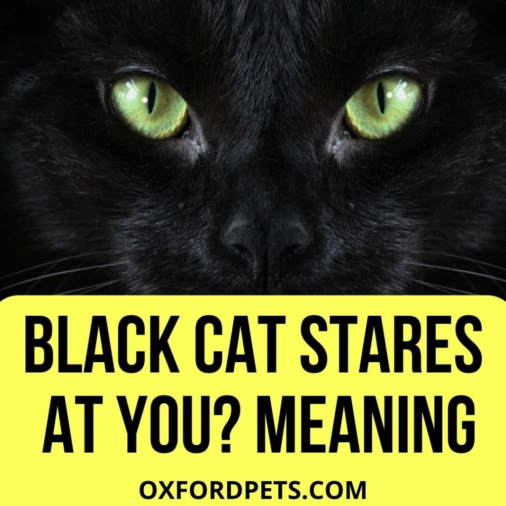 What Does it Mean When A Black Cat Stares at You?