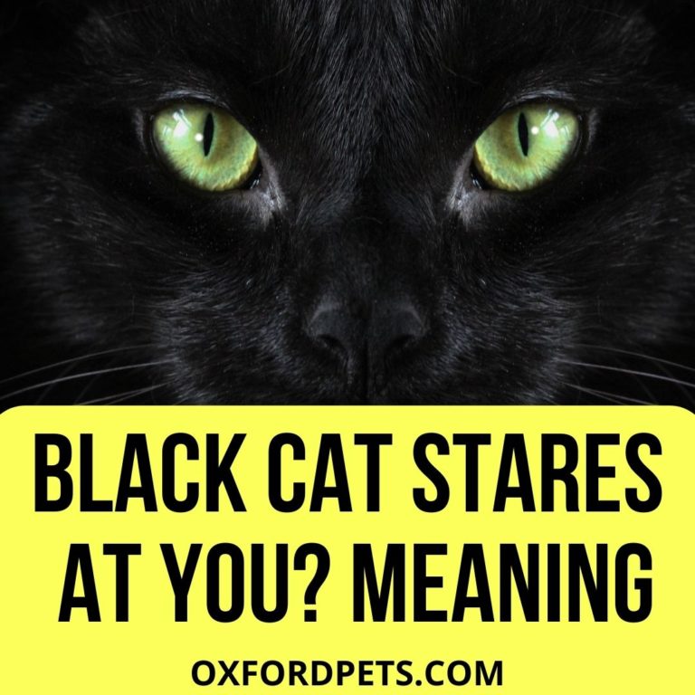 What Does it Mean When A Black Cat Stares at You? Oxford Pets