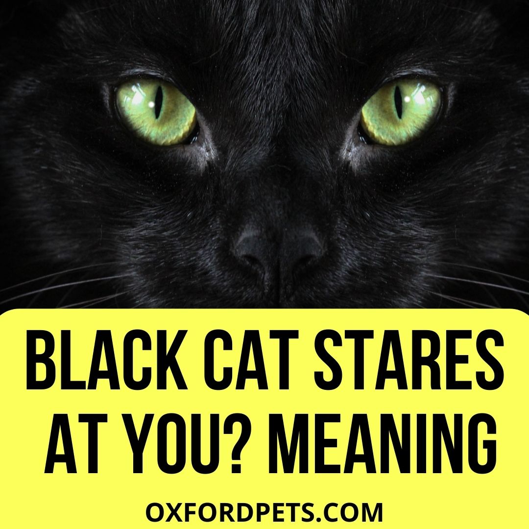 What Does it Mean When A Black Cat Stares at You?