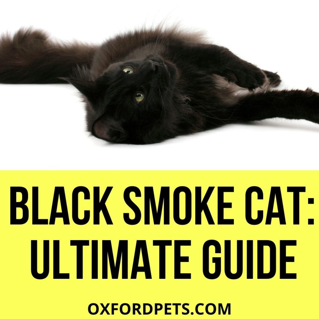 Black Smoke Cat Full Review