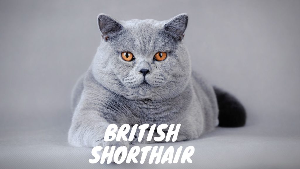 British Shorthair 