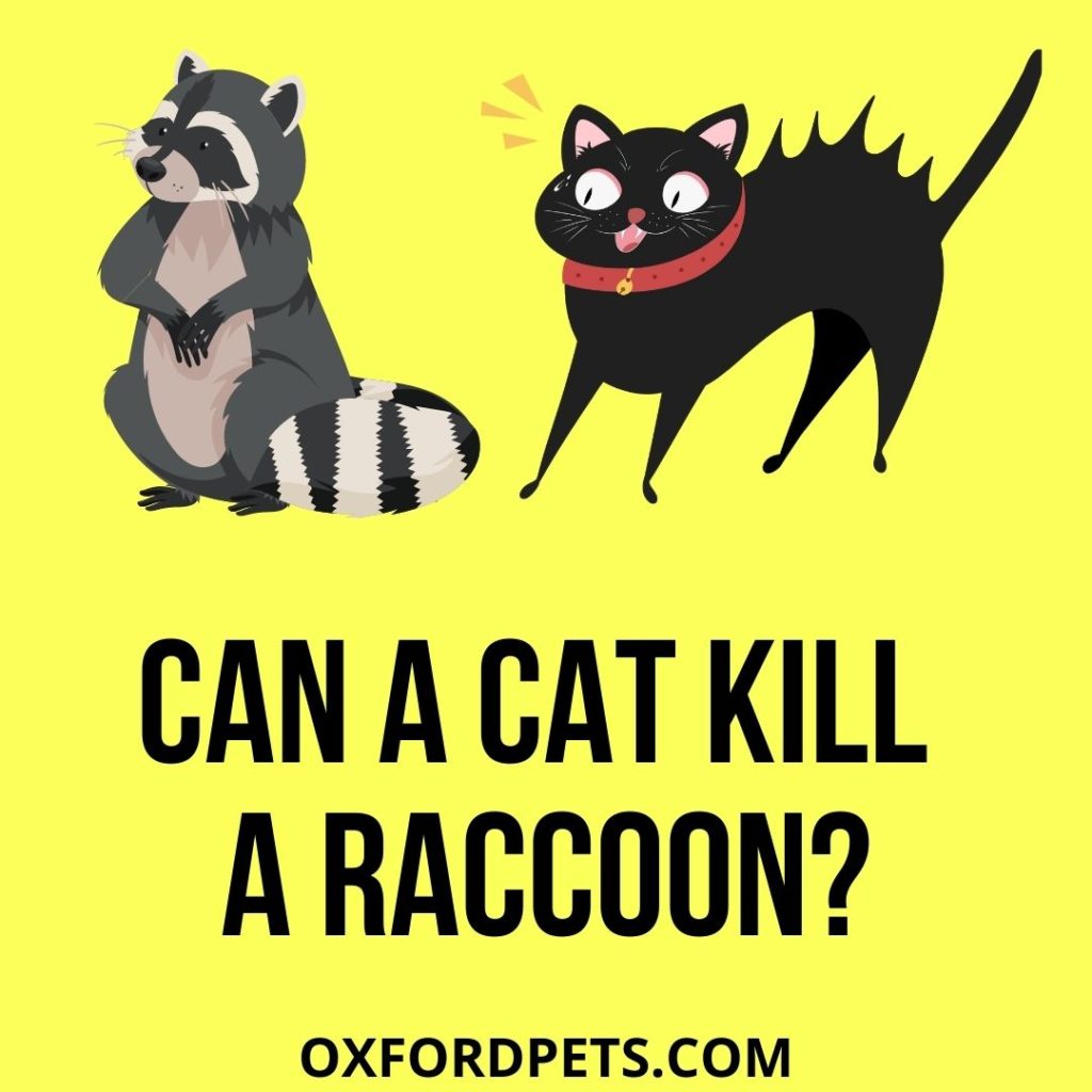 Can A Cat Kill A Raccoon?