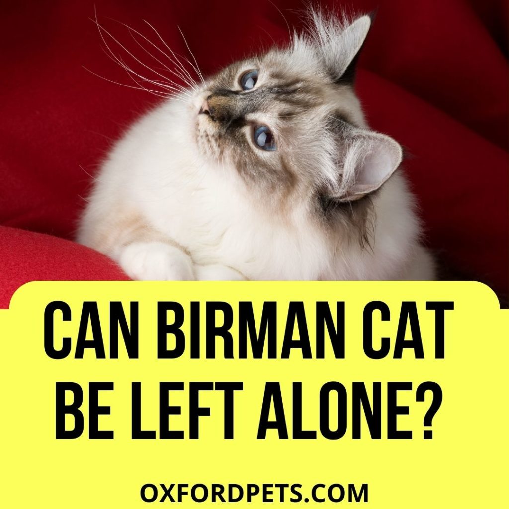 Can Birman Cat Be Left Alone
