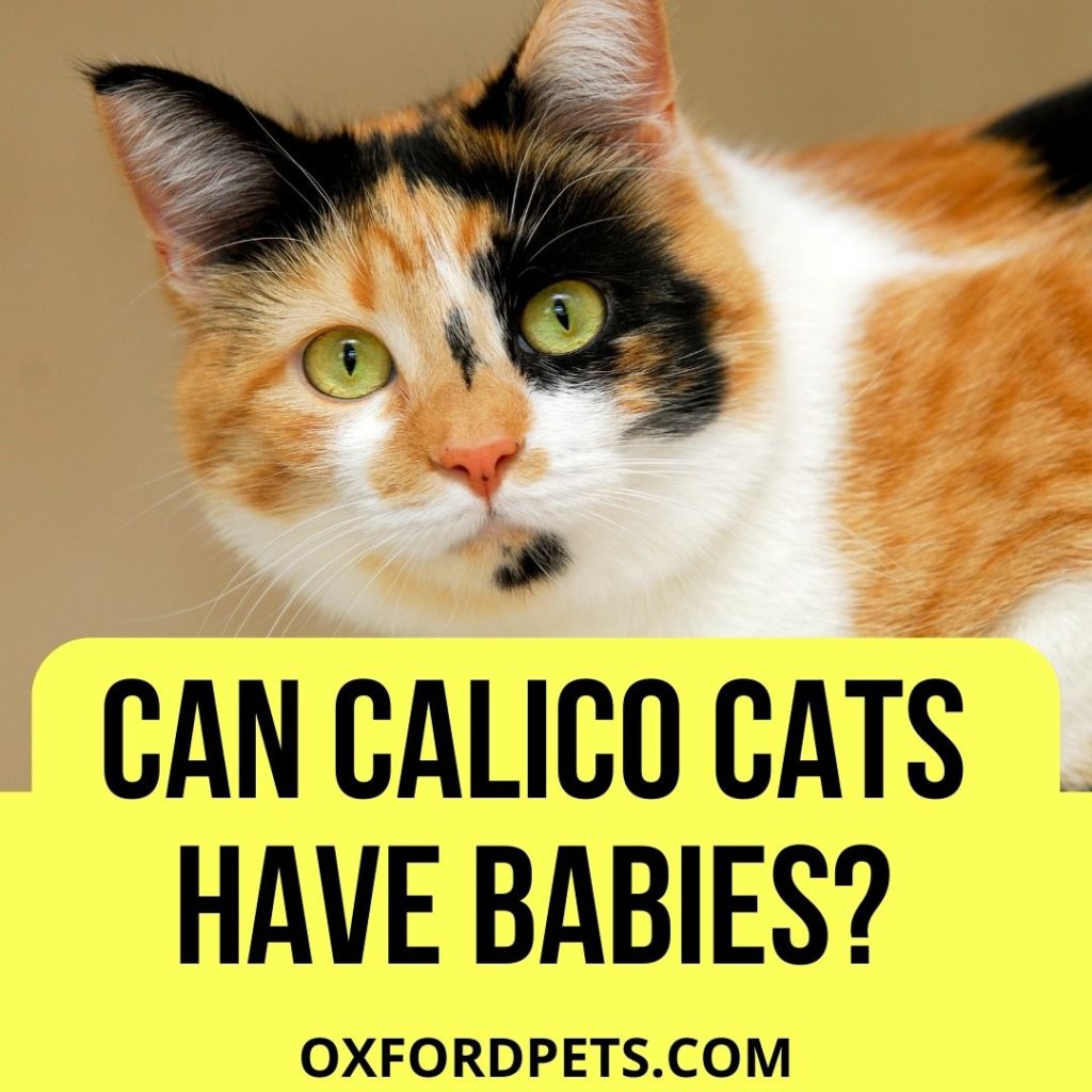 Can Calico Cats Have Babies