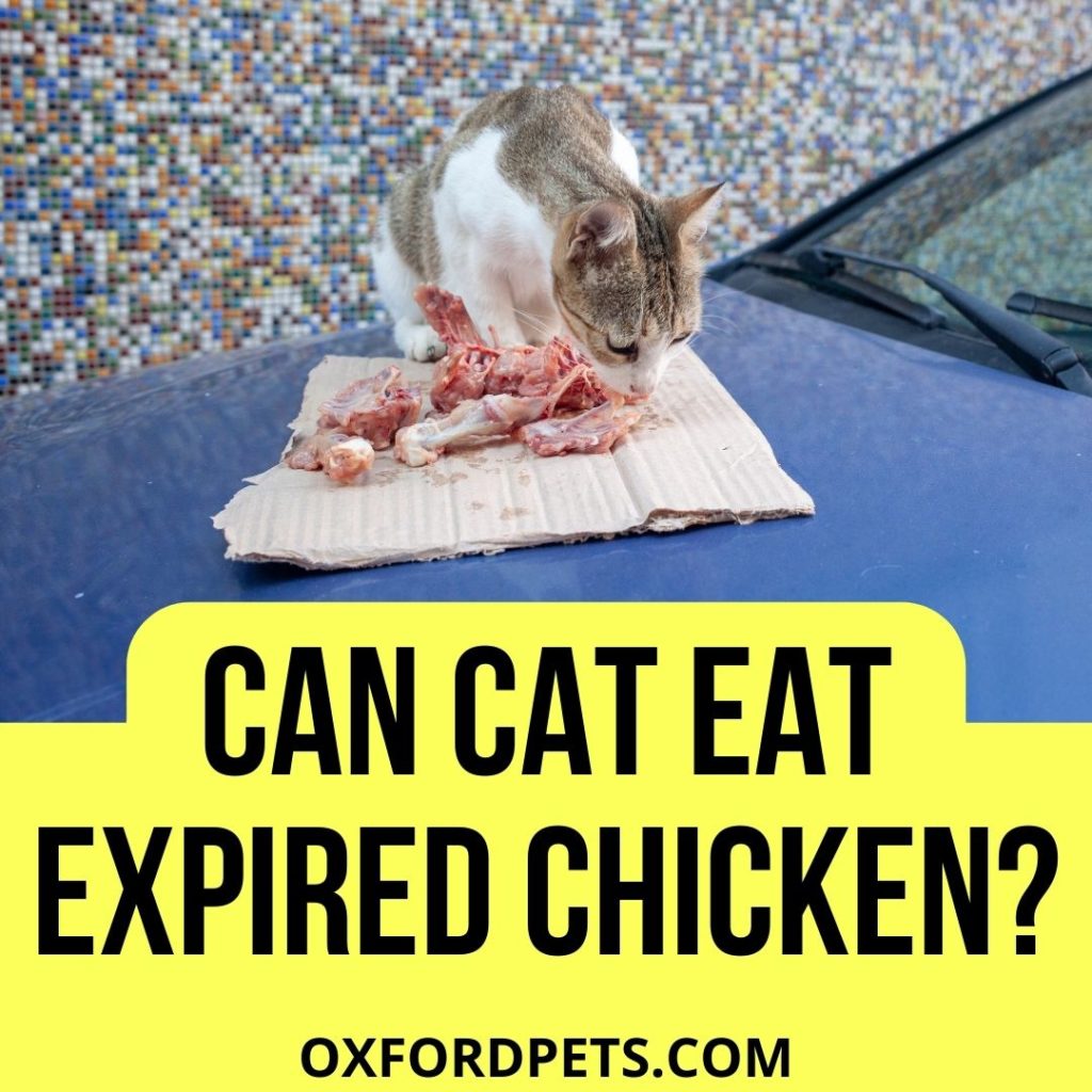Can Cat Eat Expired Chicken