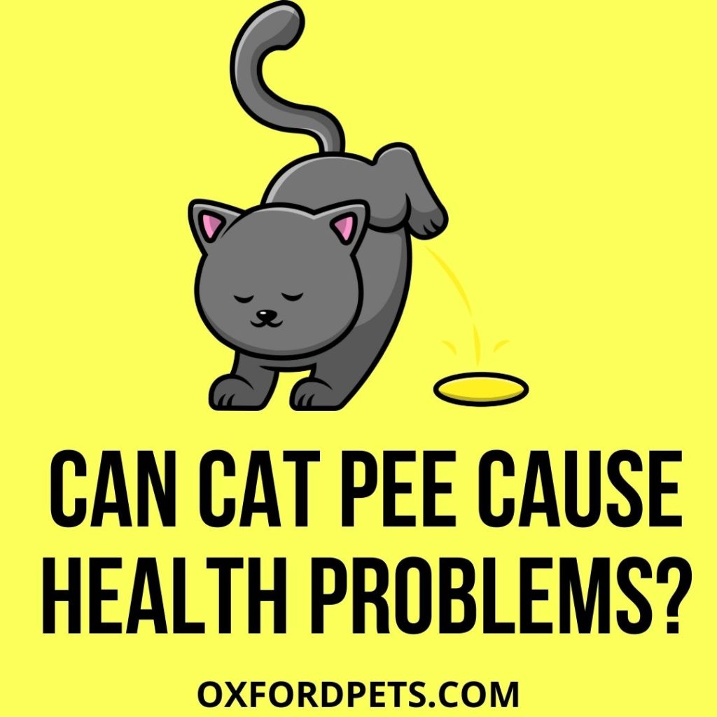 Can Cat Pee Cause Health Problems