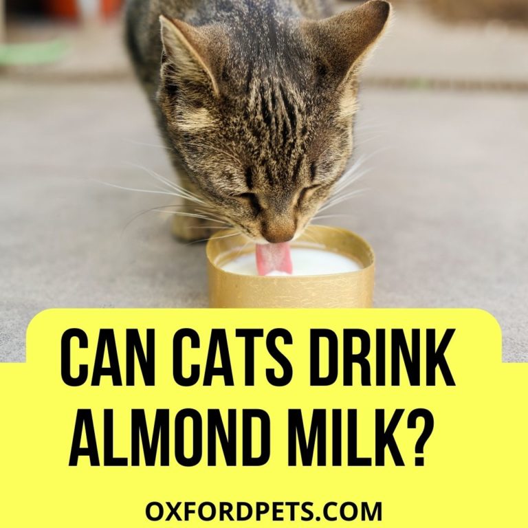 Can Cats Drink Almond Milk? (Which Milk is Safe?) Oxford Pets