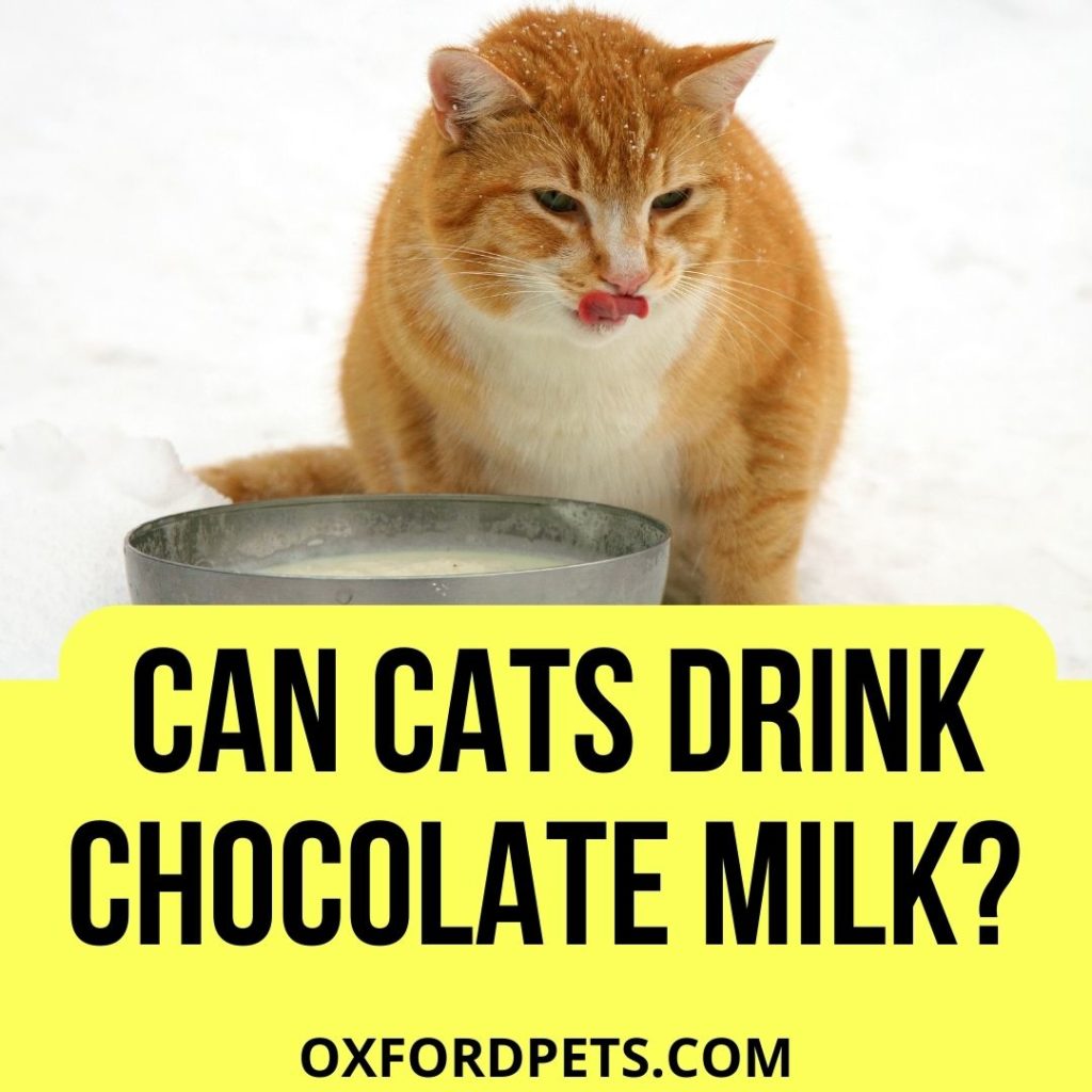 Can Cats Drink Chocolate Milk