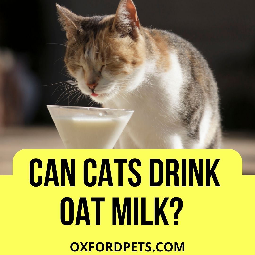 Can Cats Drink Oat Milk