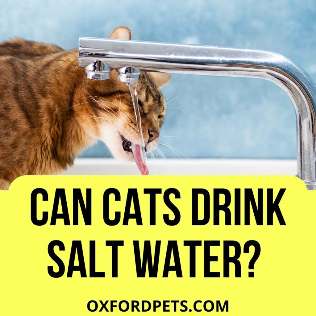 Can Cats Drink Salt Water
