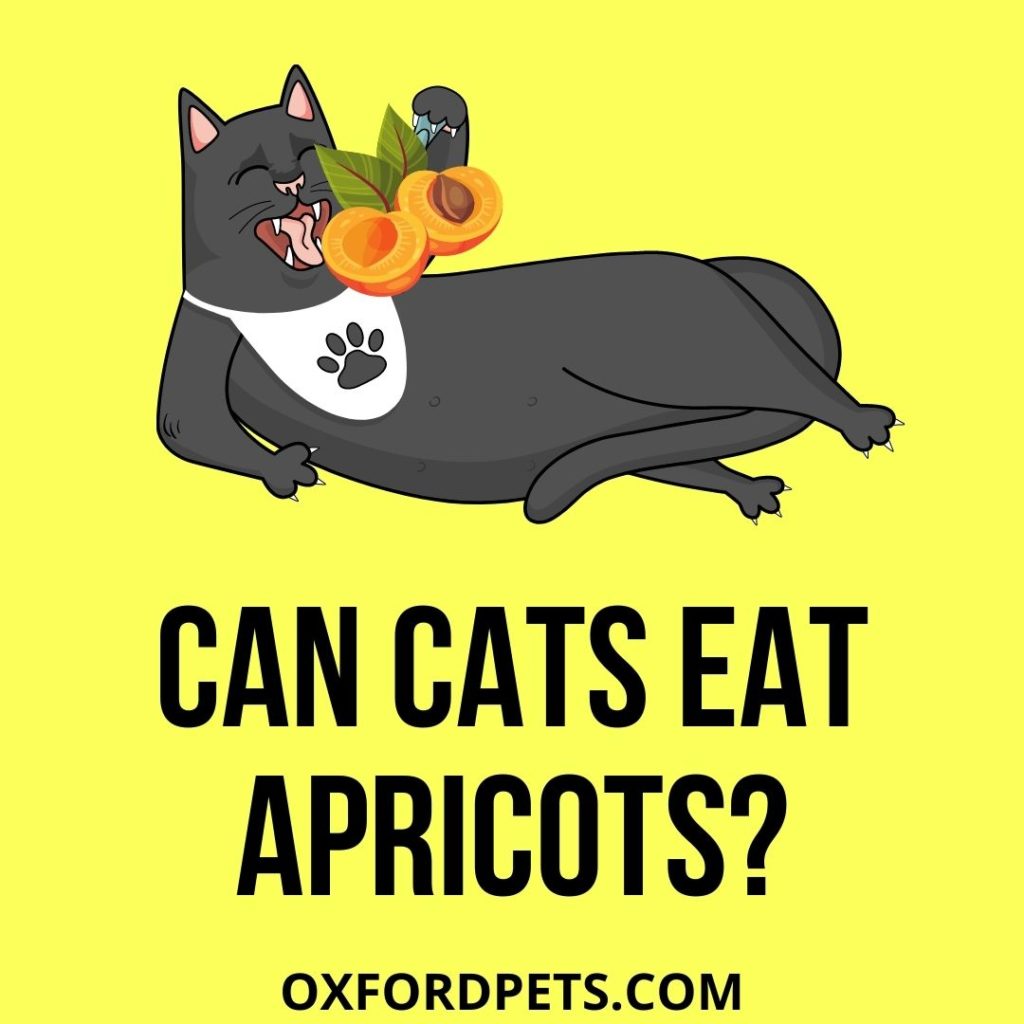 Can Cats Eat Apricots