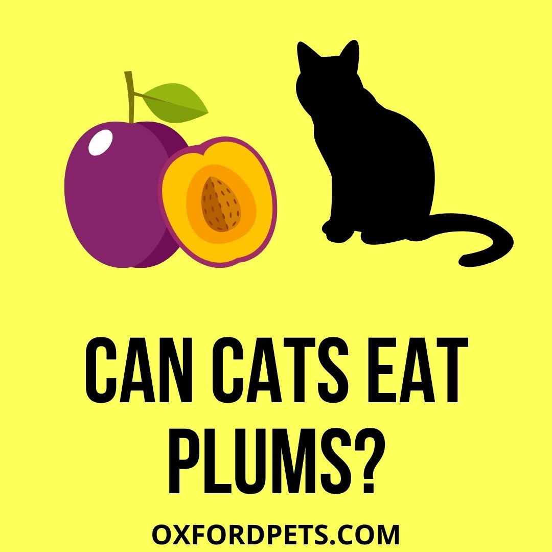 Can Cats Eat Plums