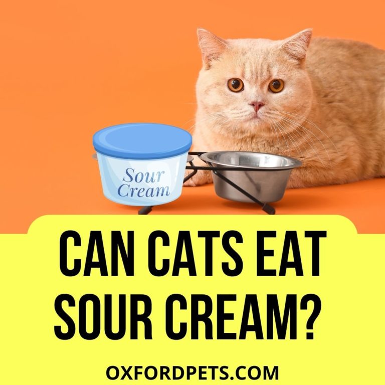 Can Cats Eat Sour Cream? [Cat Expert 2022 Review] Oxford Pets