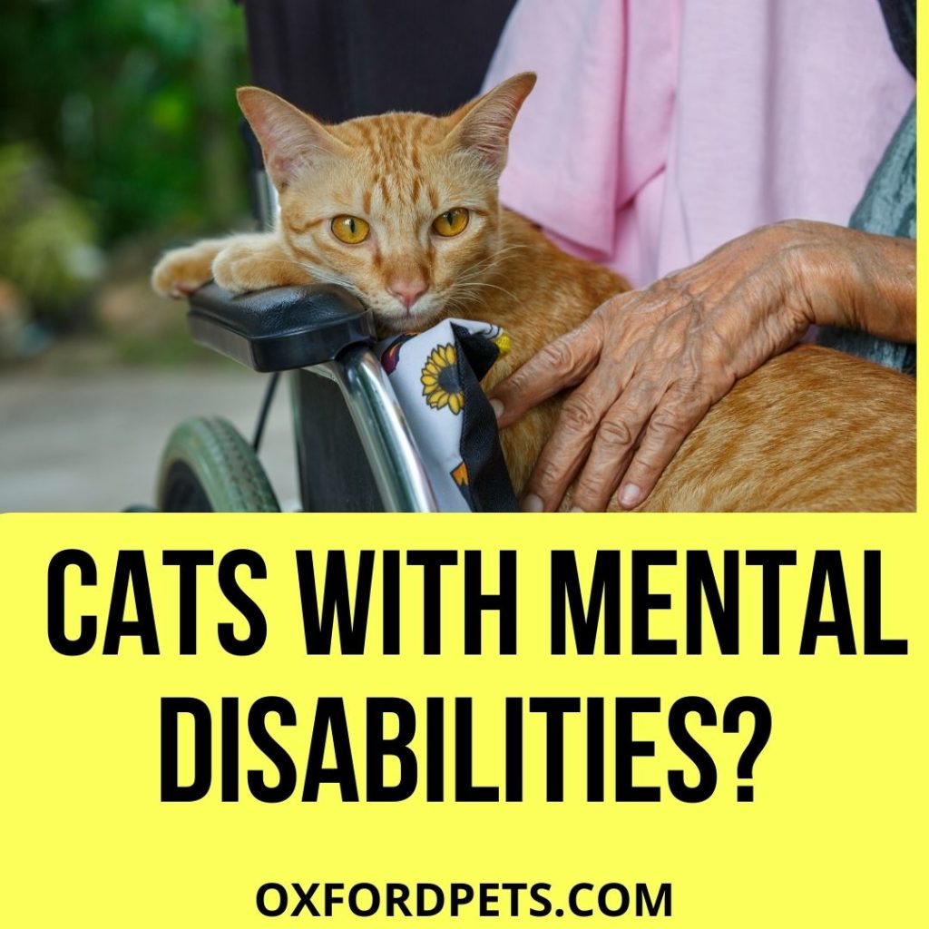 Can Cats Have Mental Disabilities
