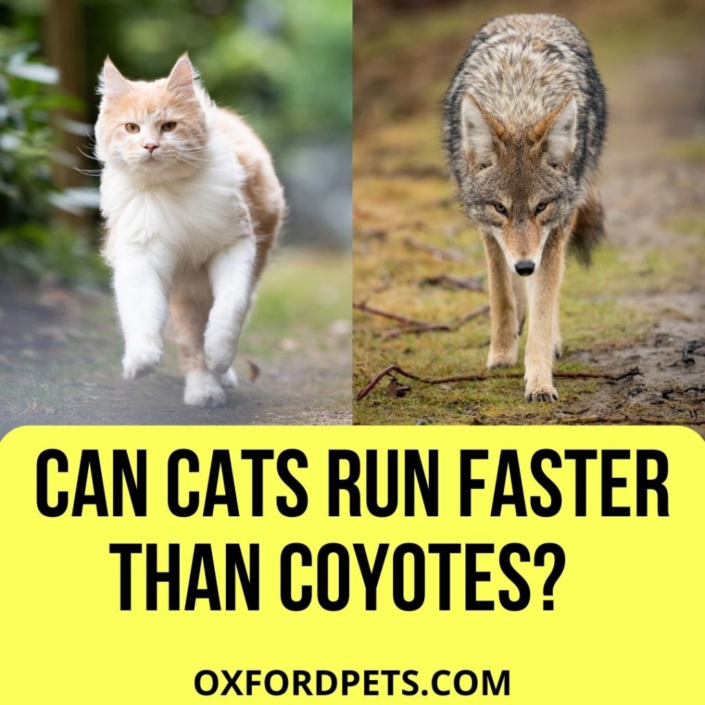 Can Cats Run Faster Than Coyotes?