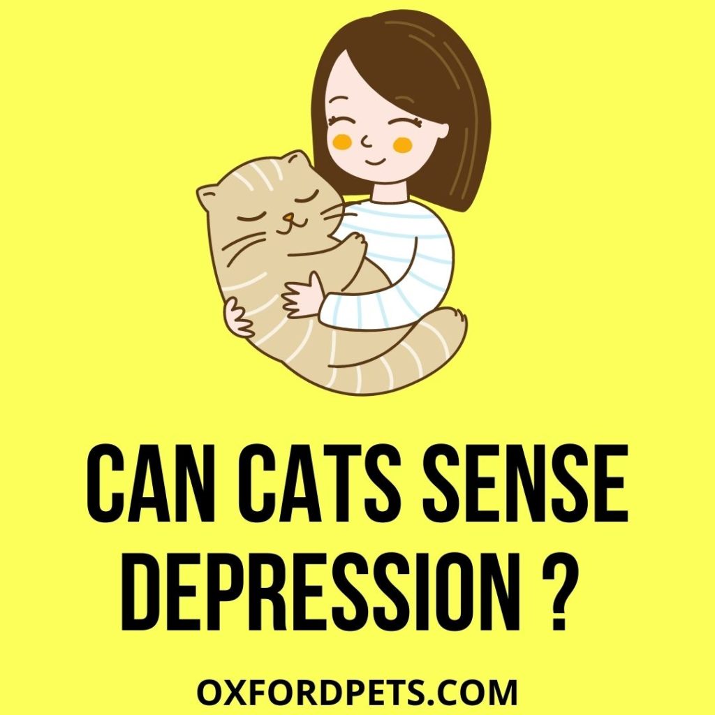 Can Cats Sense Depression and Anxiety