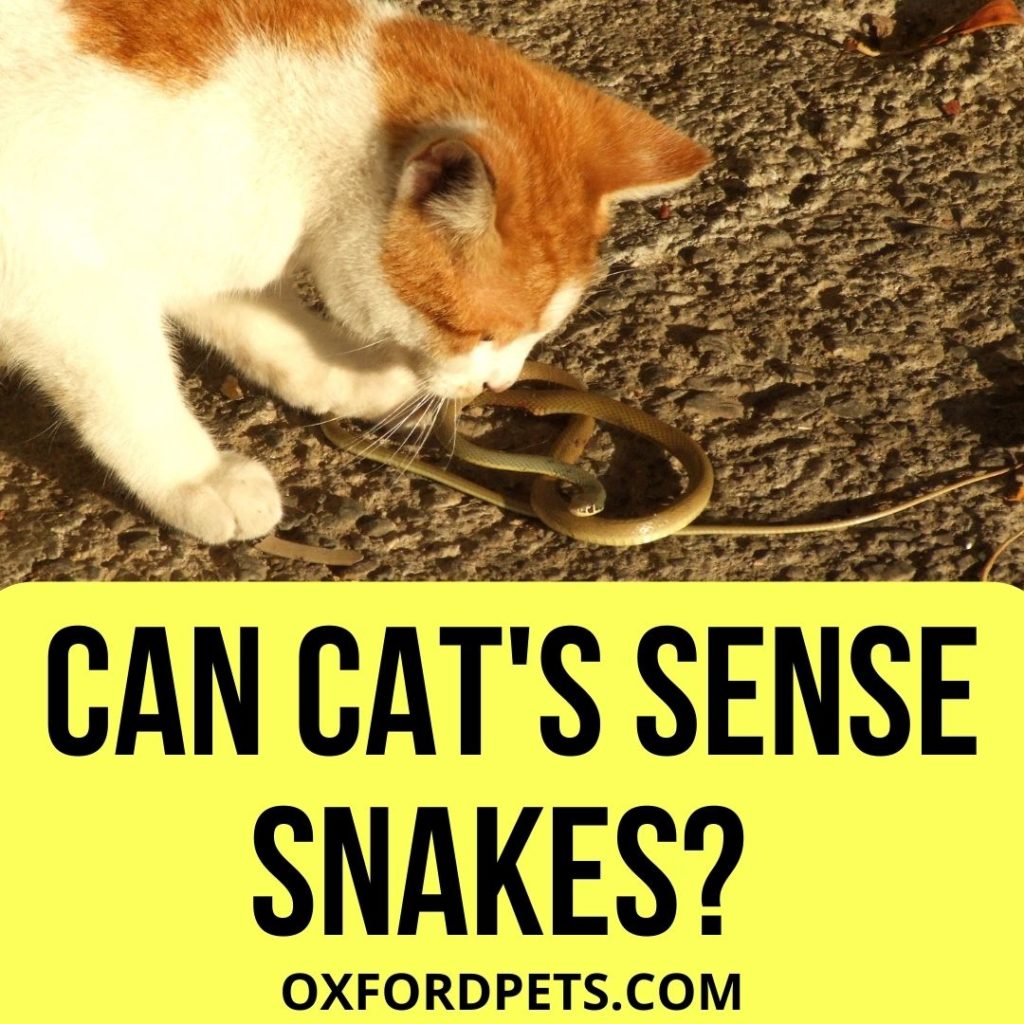 Can Cats Sense Snakes?