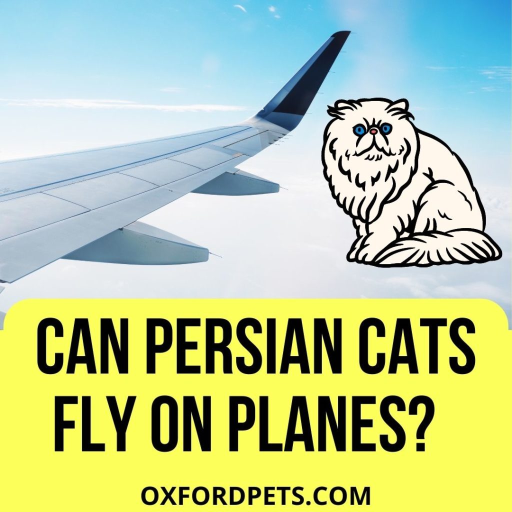 Can Persian Cats Fly On Planes
