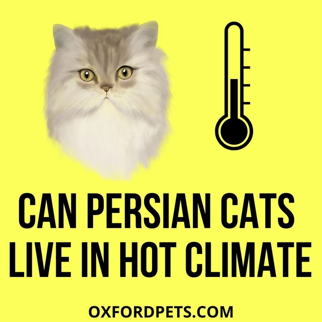 Can Persian Cats Live in Hot Weather?
