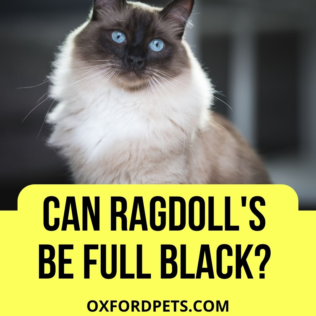 Can Ragdoll Cats Be Black?