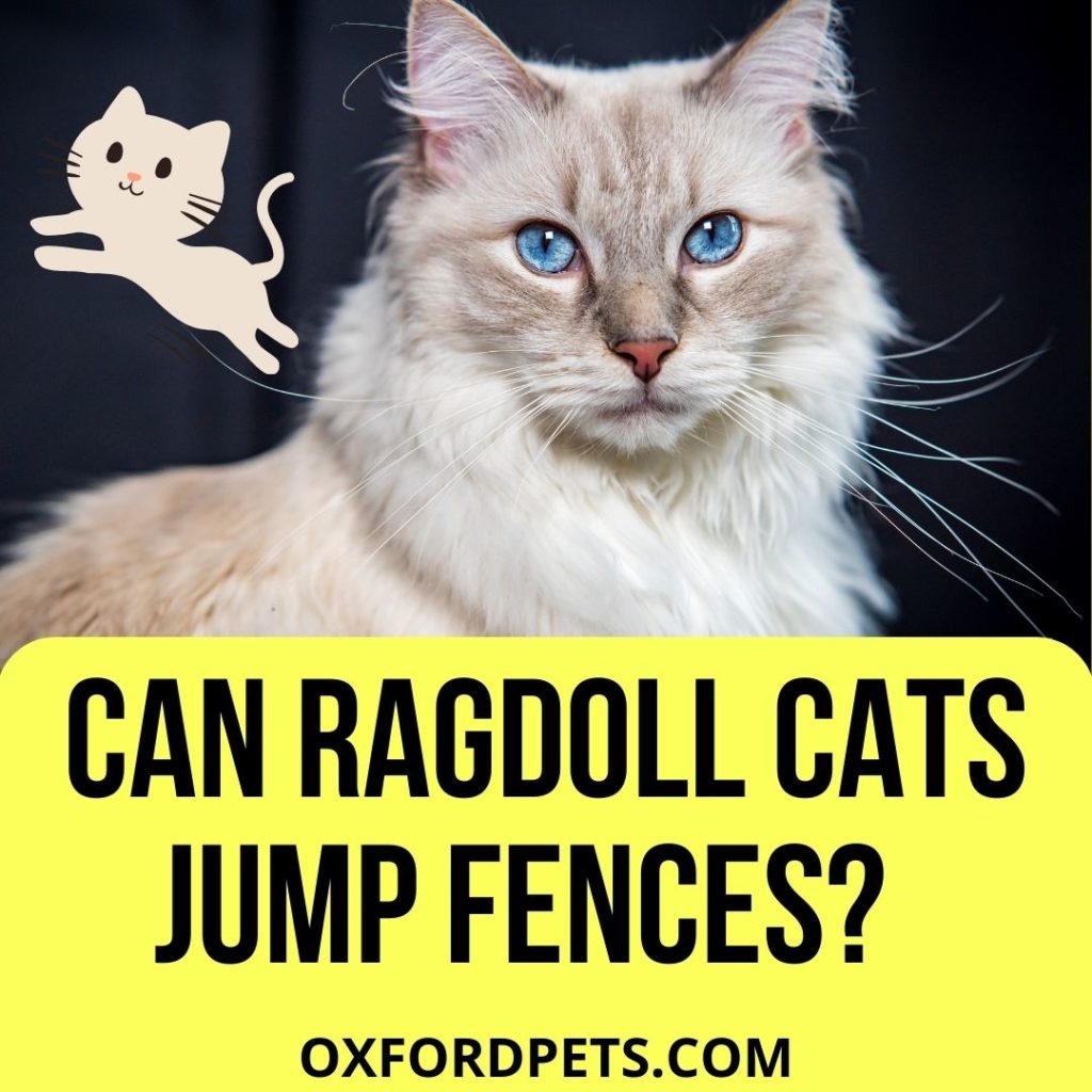 Can Ragdoll Cats Jump Fences?