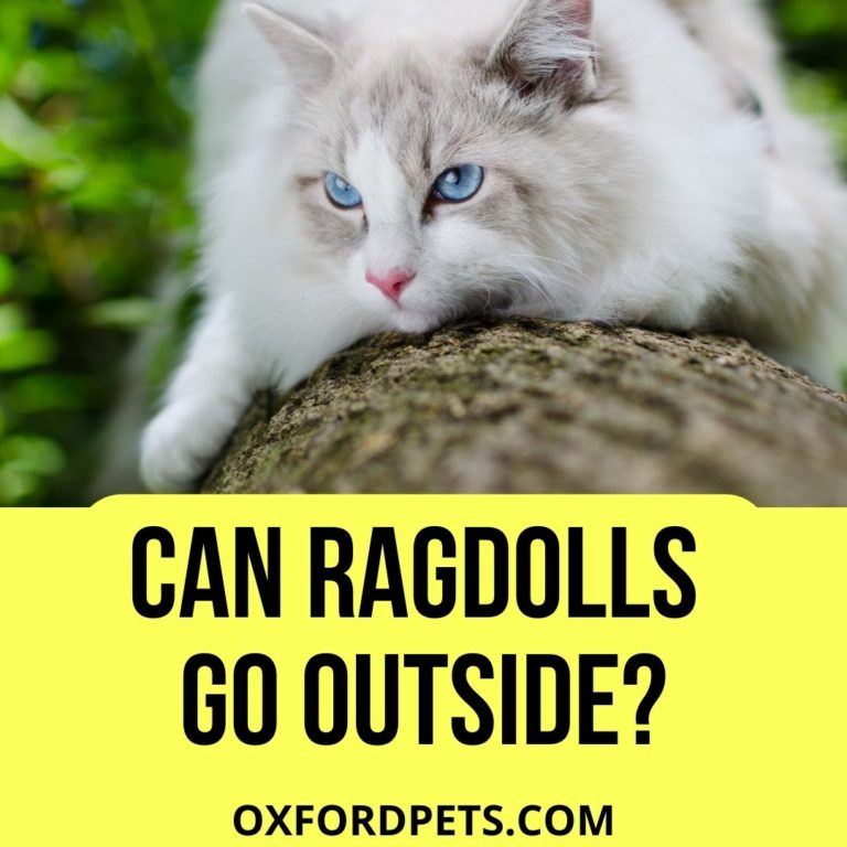 Can Ragdolls Go Outside? (5 Pros & cons) Oxford Pets