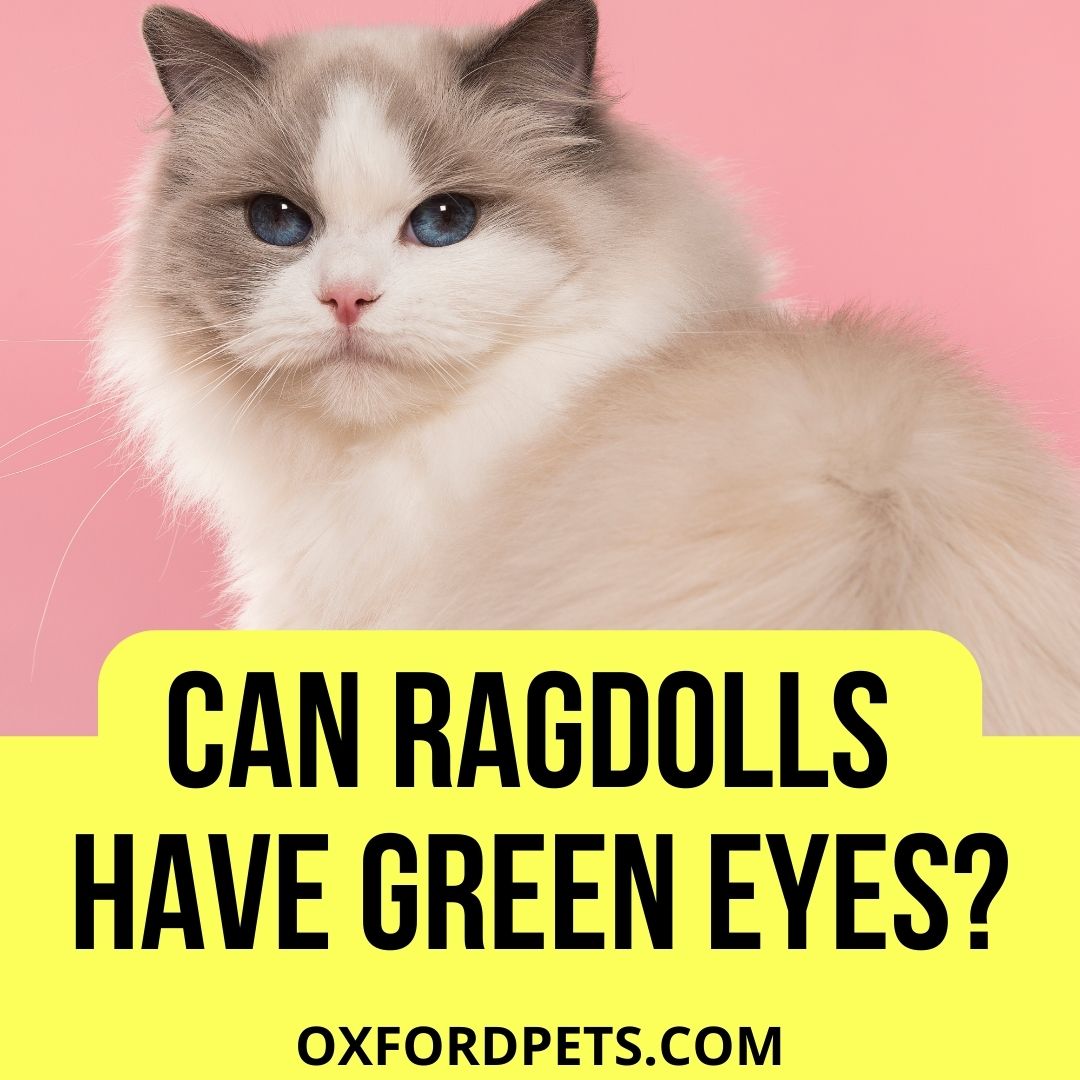 Can Ragdolls Have Green Eyes