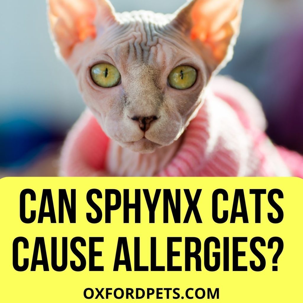 Can Sphynx Cats Cause Allergies